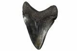 Fossil Megalodon Tooth - South Carolina #306244-1